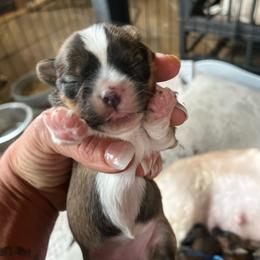 Light green band - Chocolate, tan and white female Yorkshire Terrier puppy in White Pigeon, Michigan from Shorkie puppies