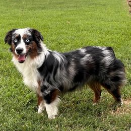 Charlie - Miniature American Shepherd