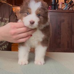 Gingerbread Man - Australian Shepherd puppy from Saddle Peak Aussies