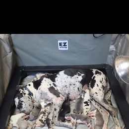 "Grandkids named them litter" Great Dane Puppies from Collver Danes