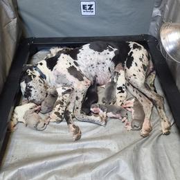 "Grandkids named them litter" Great Dane Puppies from Collver Danes