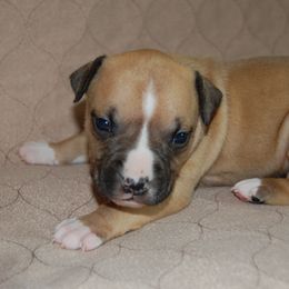 Boy 7 - Red male American Staffordshire Terrier puppy in Ninety Six, South Carolina from Emerald Creek Kennel