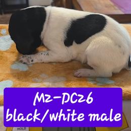 Purple - Black and white male German Shorthaired Pointer puppy in Dahlonega, Georgia from Pointer Mountain Bird Dogs