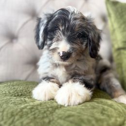 Huron - Blue merle male Aussiedoodle puppy in Granbury, Texas from Triple Cross Doodles