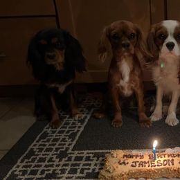 Cavalier King Charles Spaniels from Albuquerque Cavaliers