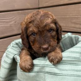 Calla - Brown female Bernedoodle puppy in Mint Hill, North Carolina from Ball-Y-Hoo Bernedoodles