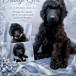 Orange - Black female Poodle puppy in Louisville, Kentucky from Borealis Poodles