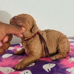 Halloween Series - Apricot female Goldendoodle puppy in Houston, Texas from Were The Mack'Doodles Mack’Poodles