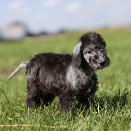 Bedlington Terrier puppies from Three Silo Bedlington Terriers