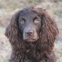Gypsy - Boykin Spaniel