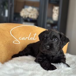 Scarlet  AKC - Black Miniature Schnauzer puppy in Victorville, California from West Coast Royal Miniature Schnauzer