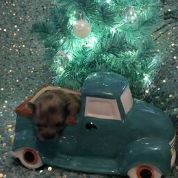 Brindle baby boy - Brindle male Pomeranian puppy in Taylor, Texas from Regal Poms