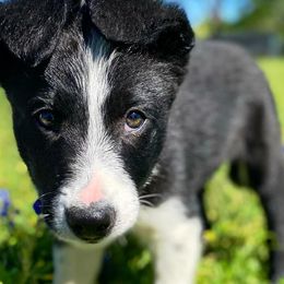 Border Collie Puppies from Chasing Dreams Border Collies