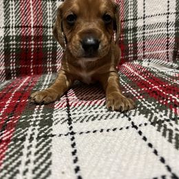 Gravy - Red male Dachshund puppy in Milroy, Pennsylvania from Not Your Average Weiner