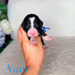 Navy - Tri-color male Bernedoodle puppy in West Jordan, Utah from Doodles Friend