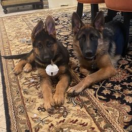German Shepherd Puppies from Haus Vinzant Kennel