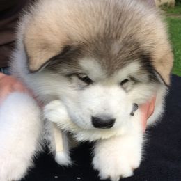 Alaskan Malamute Puppies from Sno-Ridge Alaskan Malamutes est 1972