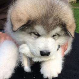 Alaskan Malamute Puppies from Sno-Ridge Alaskan Malamutes est 1972
