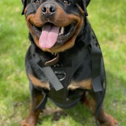 Lennox - Rottweiler