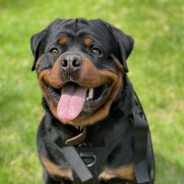Lennox - Rottweiler