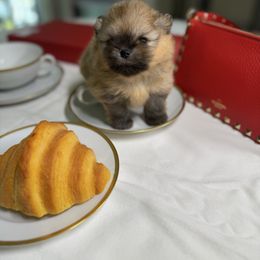 Toffee - Orange sable male Pomeranian puppy in Sacramento, California from Carousel Poodles & Pomeranians
