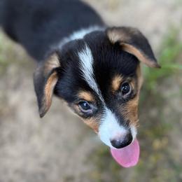 Ivan - Black and tan male Pembroke Welsh Corgi puppy in Hope, Arkansas from Foxy Knoll Farm