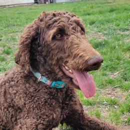 Moana - Poodle