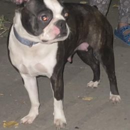 Boston Terriers from Sage’s Boston Terriers
