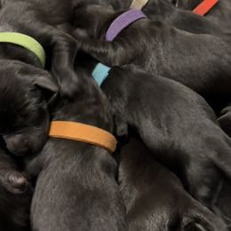 Labrador Retrievers from Ozatonka British Labs