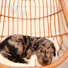 Missy Cooper - Merle female Goldendoodle puppy in Dayton, Ohio from Perks Court Doodles