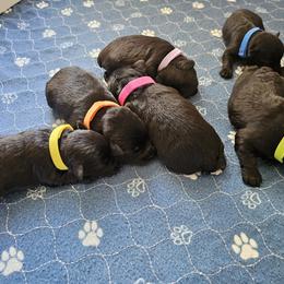 AKC SOLID BLACK MINIATURE SCHNAUZER GIRL - Black female Miniature Schnauzer puppy in Cassatt, South Carolina from B & E Farms