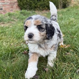 Collie, Goldendoodle, Havapoo, and Labradoodle Puppies from Oregon Valley Pups