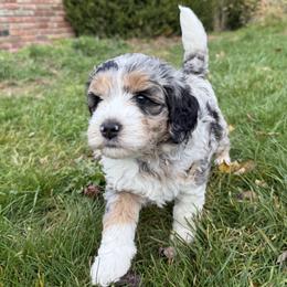 Collie, Goldendoodle, Havapoo, and Labradoodle Puppies from Oregon Valley Pups