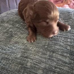 It's It - Chocolate male Havanese puppy in Manteca, California from Happy Havanese Gems