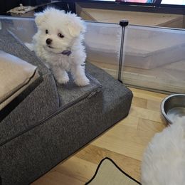 Maltese Puppies from Emotional Amor Support