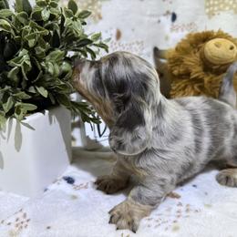 Bobby-AKC - Blue and tan male Dachshund puppy in Gerber, California from Red Dirt Doxies