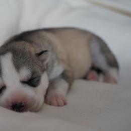 Phoenix - Sable and white male Siberian Husky puppy in Wiscasset, Maine from Running with Huskies