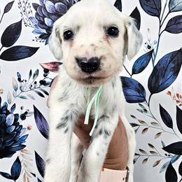 Teal - White and black female Dalmatian puppy in Gray, Georgia from Fuller Spots
