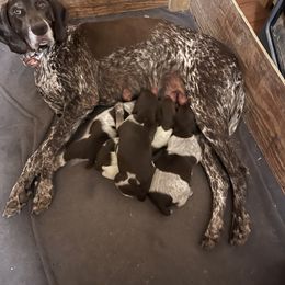 German Shorthaired Pointer Puppies from Dem Feuerhaus Gun Dogs