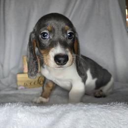 Boy 1 - Black and tan male Dachshund puppy in Valrico, Florida from Bloomin Doxies