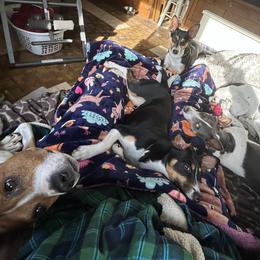 Rat Terriers from Susan Turner