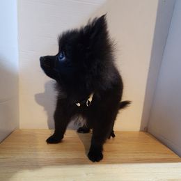 Pomeranian puppies from Ramos' Pommies