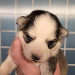 BxE b1 - Black and white male Pomsky puppy in Charlotte, Michigan from Moore Pomskies