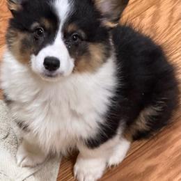 Girl 1 - Black and tan female American Corgi puppy in Hico, Texas from Chisholm Trail Kennels