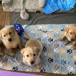 Labrador Retriever Puppies from Triple Threat Labradors