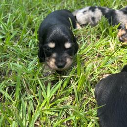 White collar - Black and cream female Dachshund puppy in Eustis, Florida from K8’s Dachshunds