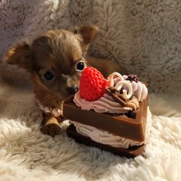 Chihuahua Puppies from ChibiChi