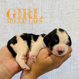 Mille Lacs - Tri-color female Bernedoodle puppy in Cambridge, Minnesota from Country Meadow Doodles