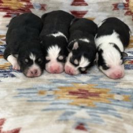 Girl 6 - Black and white female Pomsky puppy in Henderson, Kentucky from Paris Pomskies