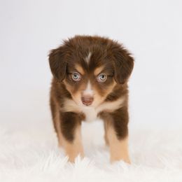 Dachshund and Miniature American Shepherd Puppies from Long Dog Inc.